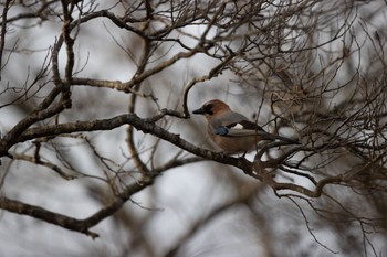 Eurasian Jay(brandtii) Lake Utonai Mon, 12/11/2023