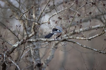 Eurasian Jay(brandtii) Lake Utonai Mon, 12/11/2023