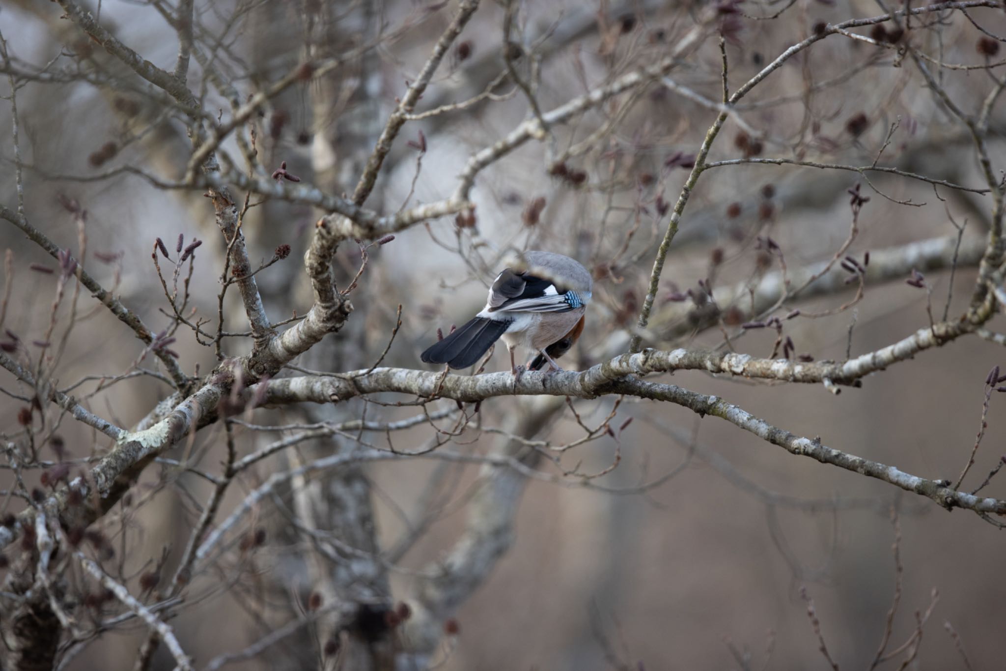 Photo of Eurasian Jay(brandtii) at Lake Utonai by アカウント5644