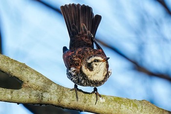 2023年12月9日(土) 柳川瀬公園(愛知県 豊田市)の野鳥観察記録