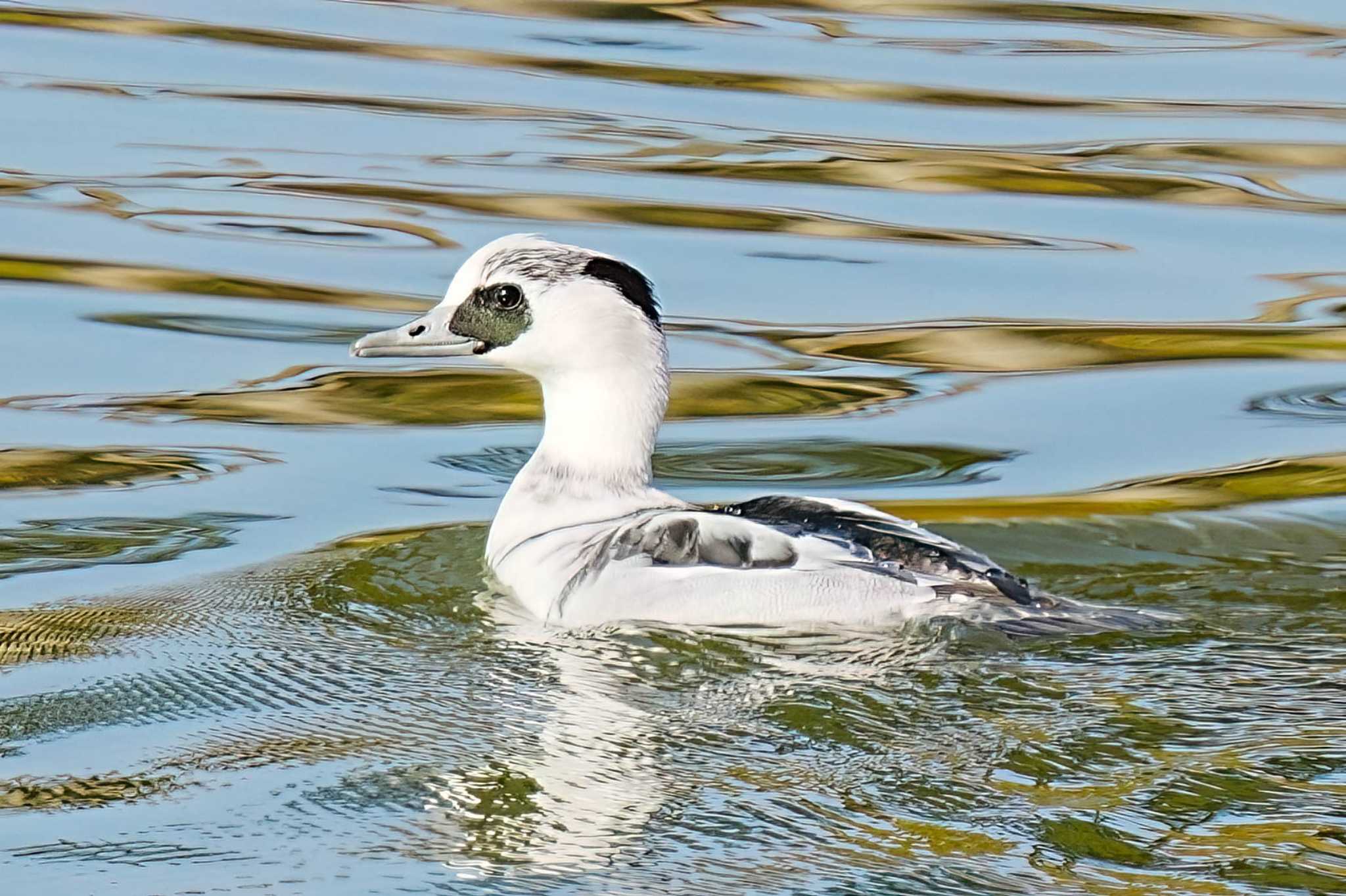 Photo of Smew at 細口公園(みよし市) by porco nero
