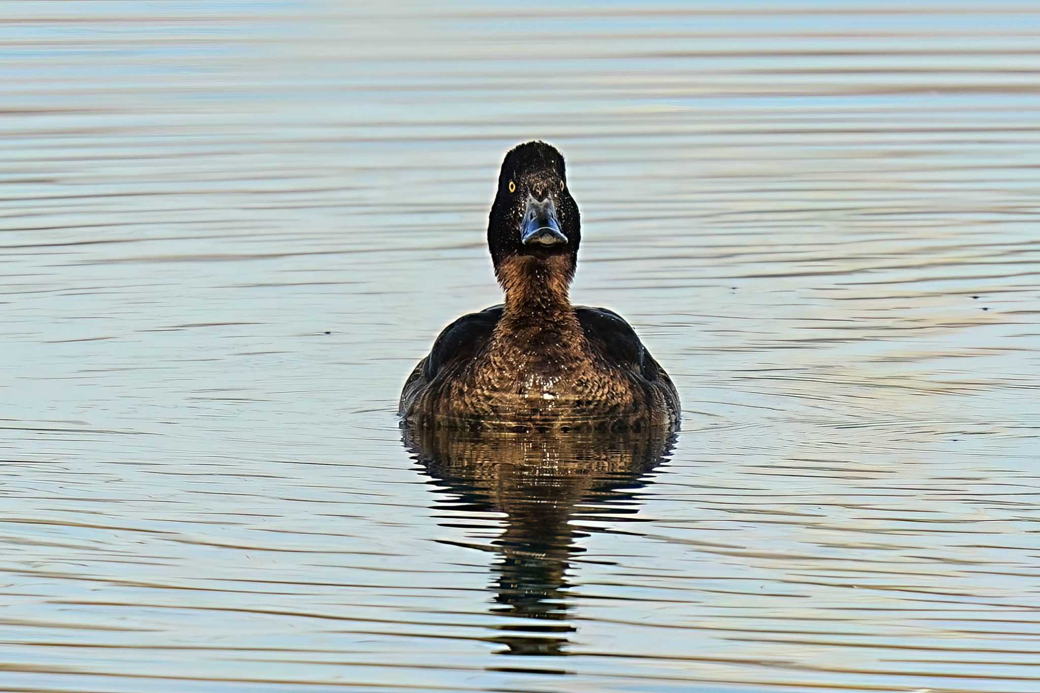 Photo of Tufted Duck at 細口公園(みよし市) by porco nero