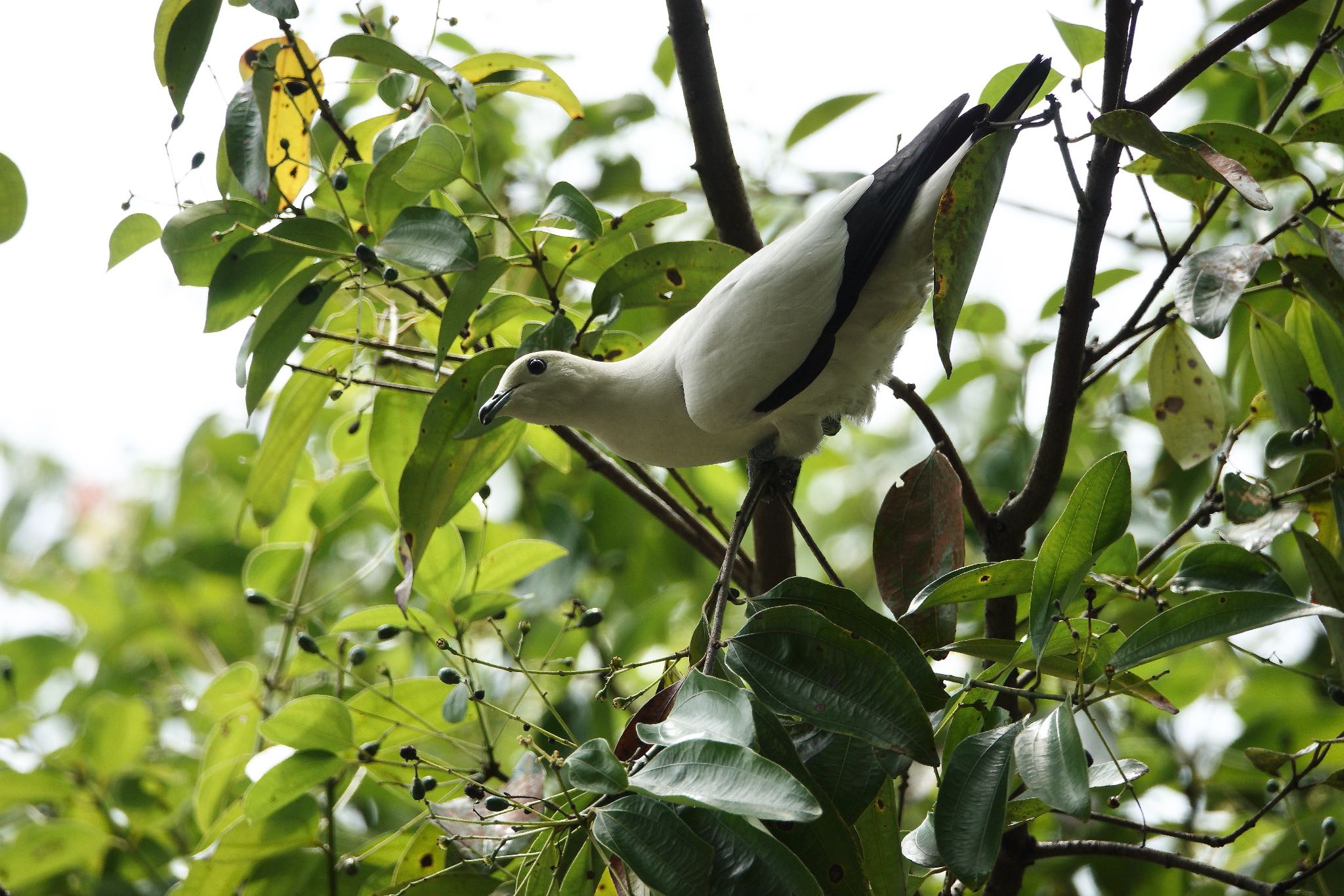 Pied Imperial Pigeon