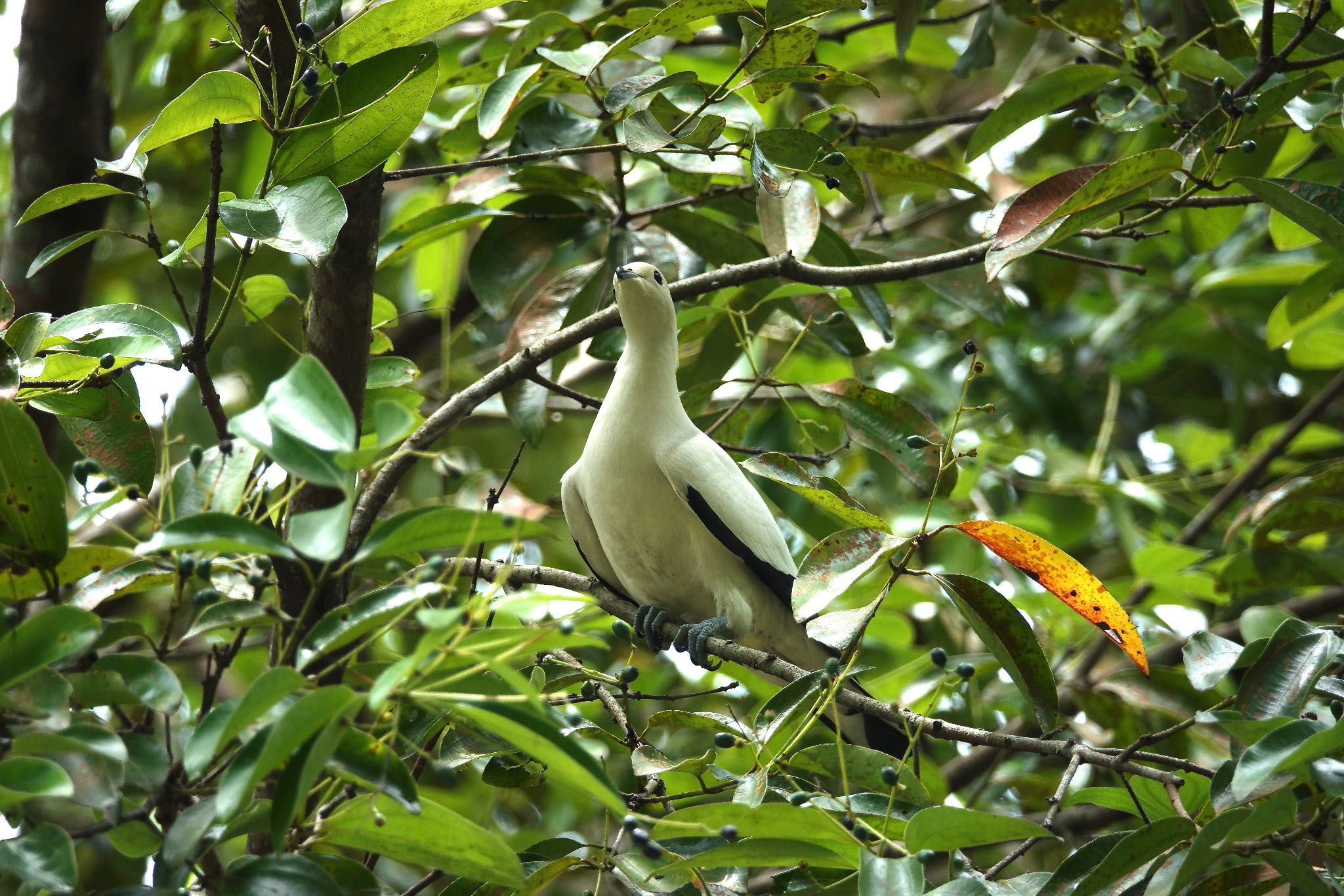 Pied Imperial Pigeon