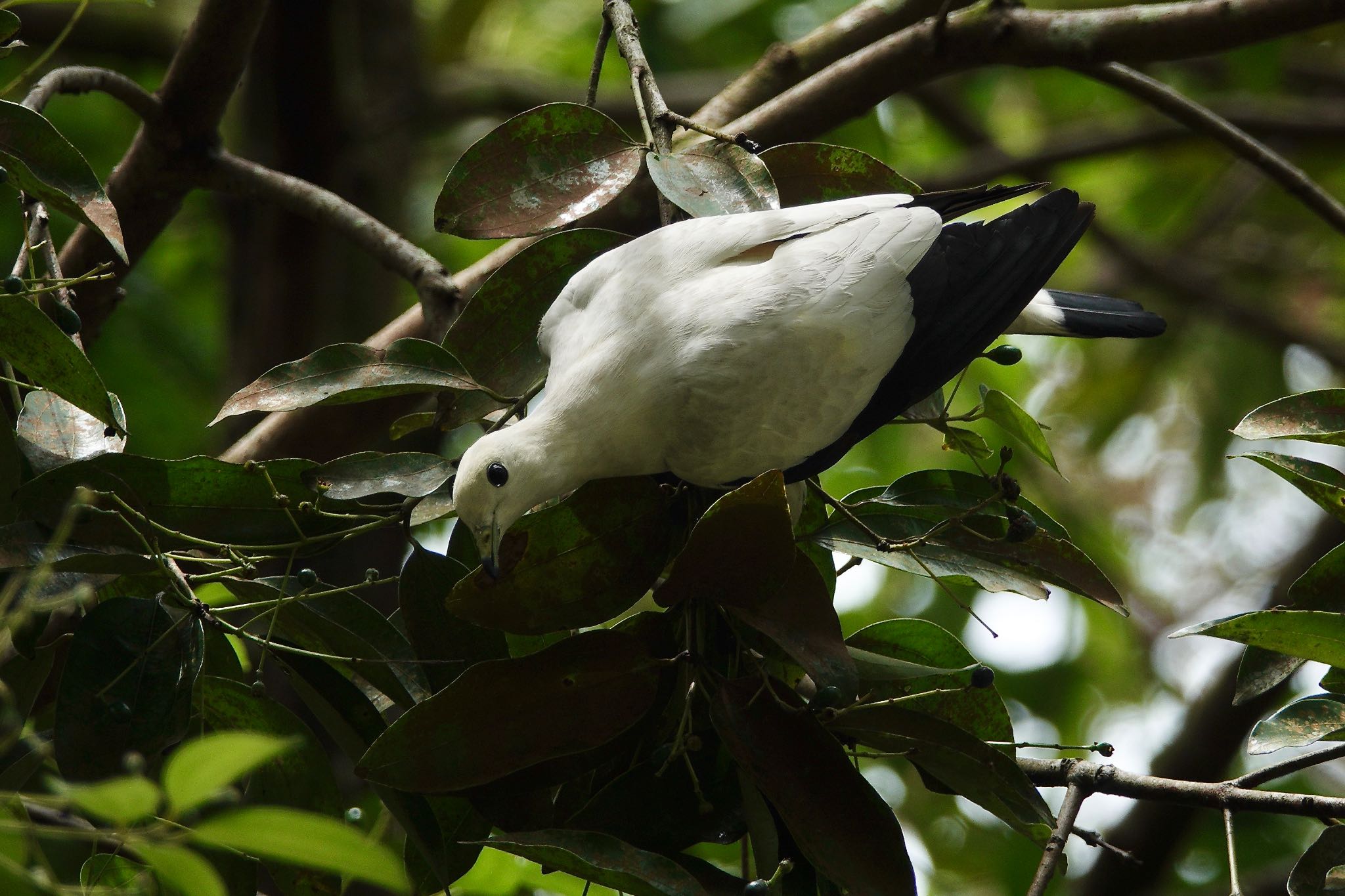 Pied Imperial Pigeon