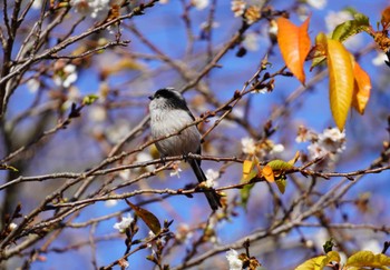 Sun, 12/10/2023 Birding report at 奈良県