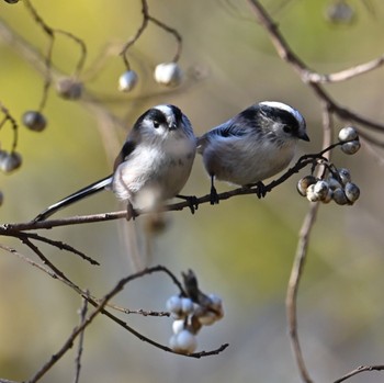 Long-tailed Tit 近所の公園 Sun, 12/10/2023