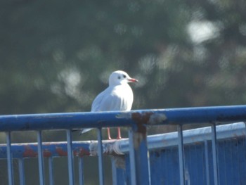 2023年12月9日(土) 庄内緑地公園の野鳥観察記録