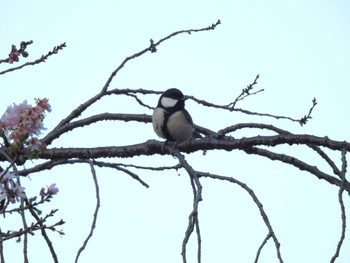 Japanese Tit 庄内緑地公園 Sat, 12/9/2023