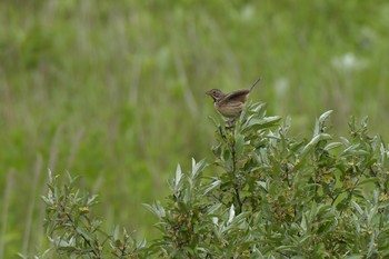 Chestnut-eared Bunting 北海道室蘭市 Sat, 6/9/2018