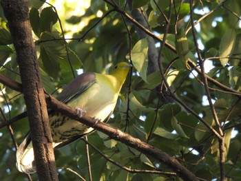 White-bellied Green Pigeon 庄内緑地公園 Sat, 12/9/2023