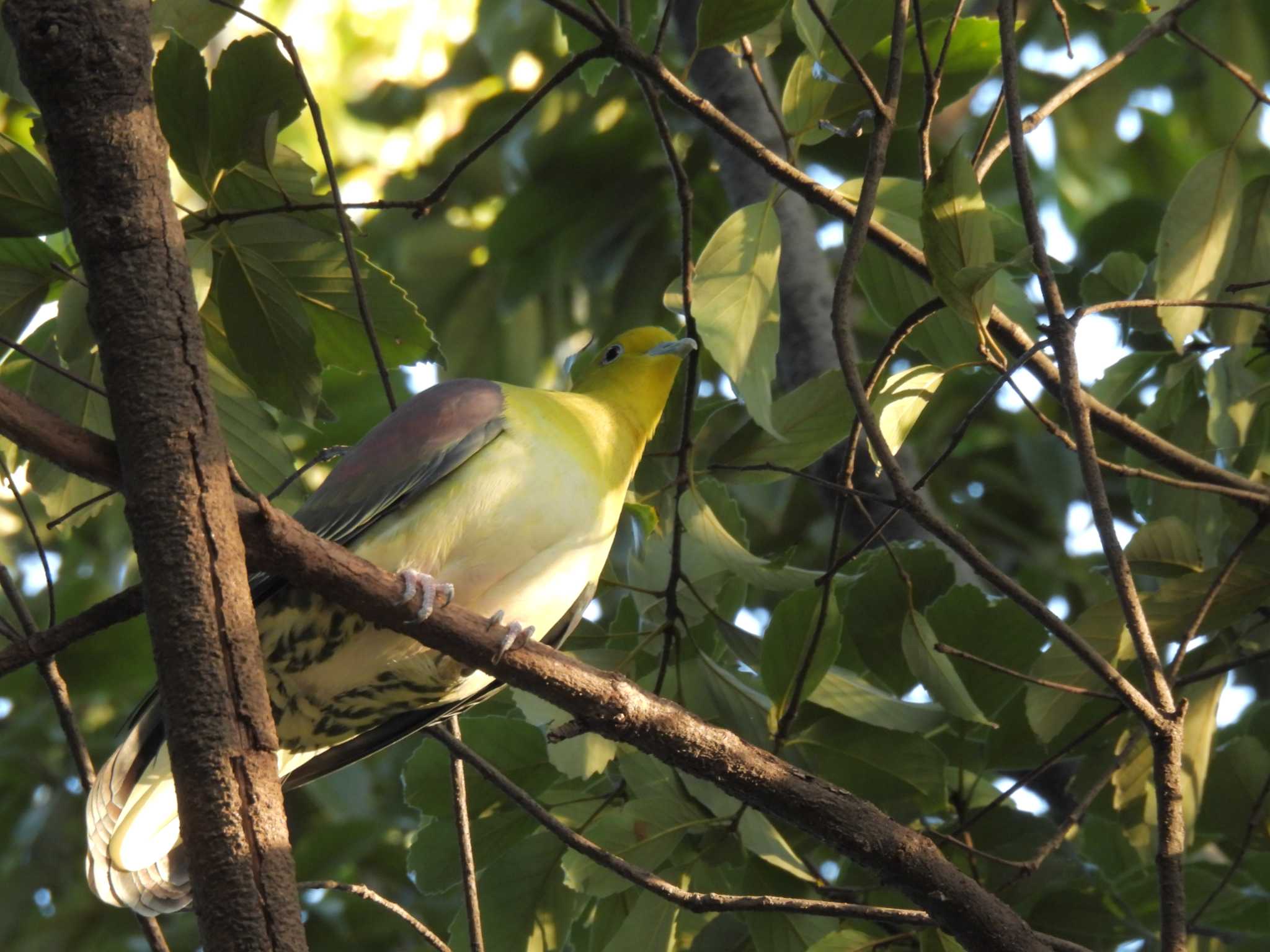 White-bellied Green Pigeon