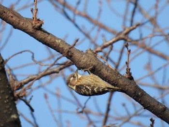 Japanese Pygmy Woodpecker 庄内緑地公園 Sat, 12/9/2023