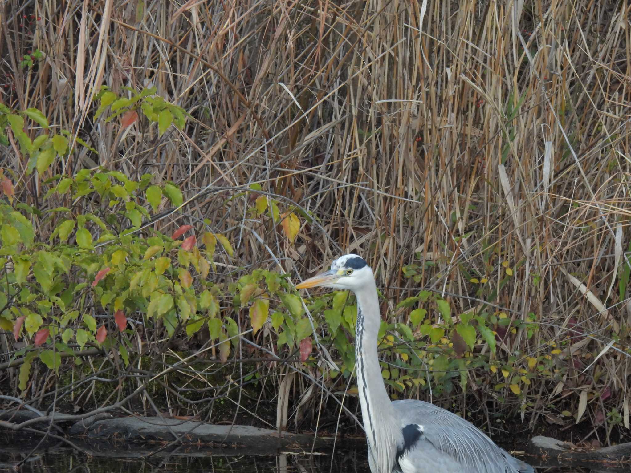 Grey Heron