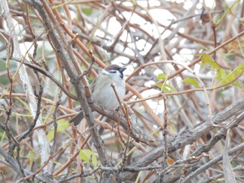 Eurasian Tree Sparrow 庄内緑地公園 Sat, 12/9/2023