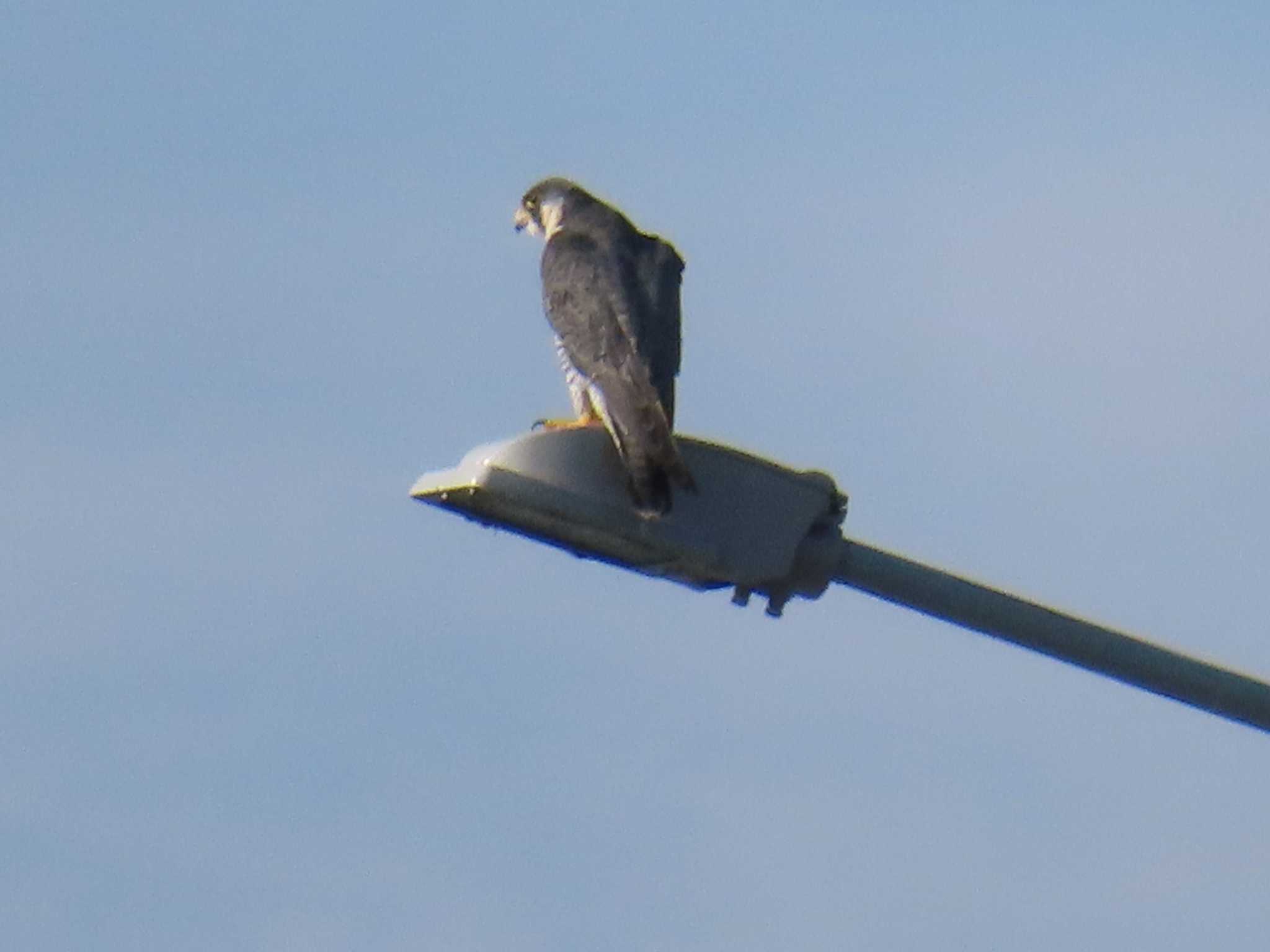 Peregrine Falcon