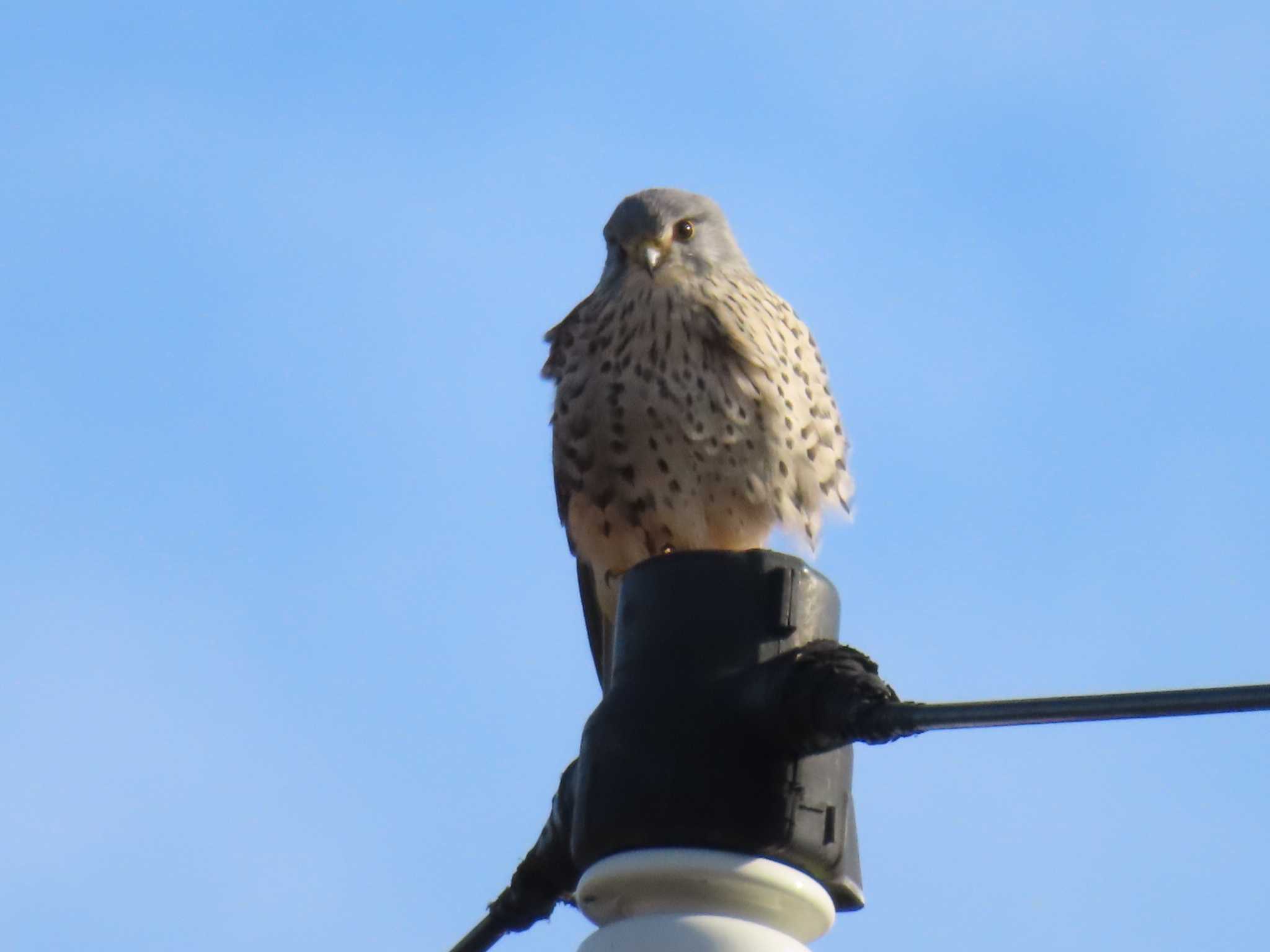 Common Kestrel