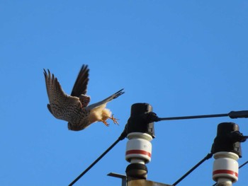 2023年12月12日(火) 多摩川の野鳥観察記録