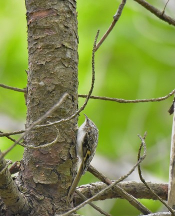 Eurasian Treecreeper Tomakomai Experimental Forest Fri, 6/8/2018