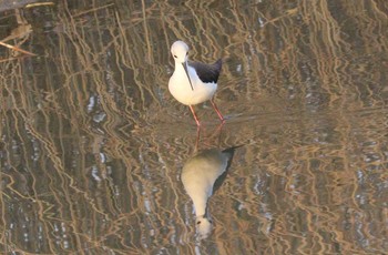 Wed, 12/6/2023 Birding report at 土留木川河口(東海市)