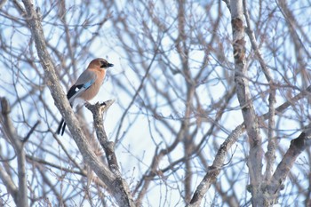 Eurasian Jay(brandtii) Lake Utonai Wed, 12/20/2017