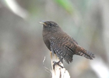 2023年11月23日(木) 霧降高原の野鳥観察記録