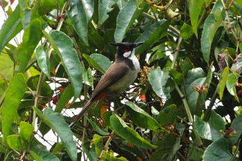 Red-whiskered Bulbul Rifle Range Nature Park Tue, 3/21/2023