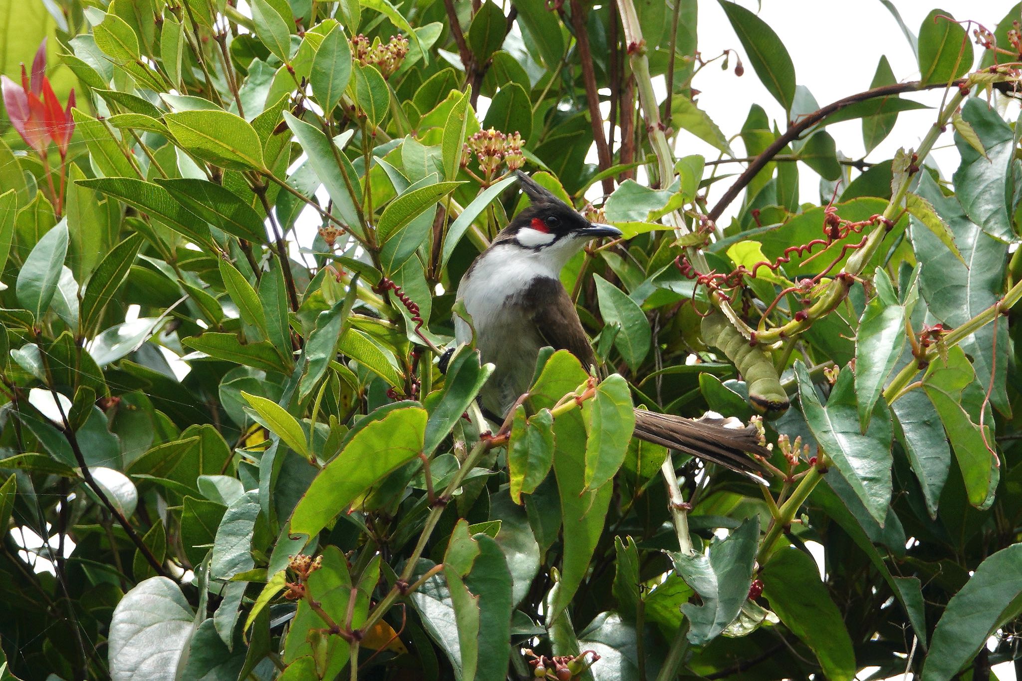 Photo of Red-whiskered Bulbul at Rifle Range Nature Park by のどか