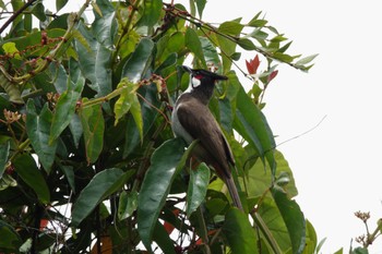 Red-whiskered Bulbul Rifle Range Nature Park Tue, 3/21/2023