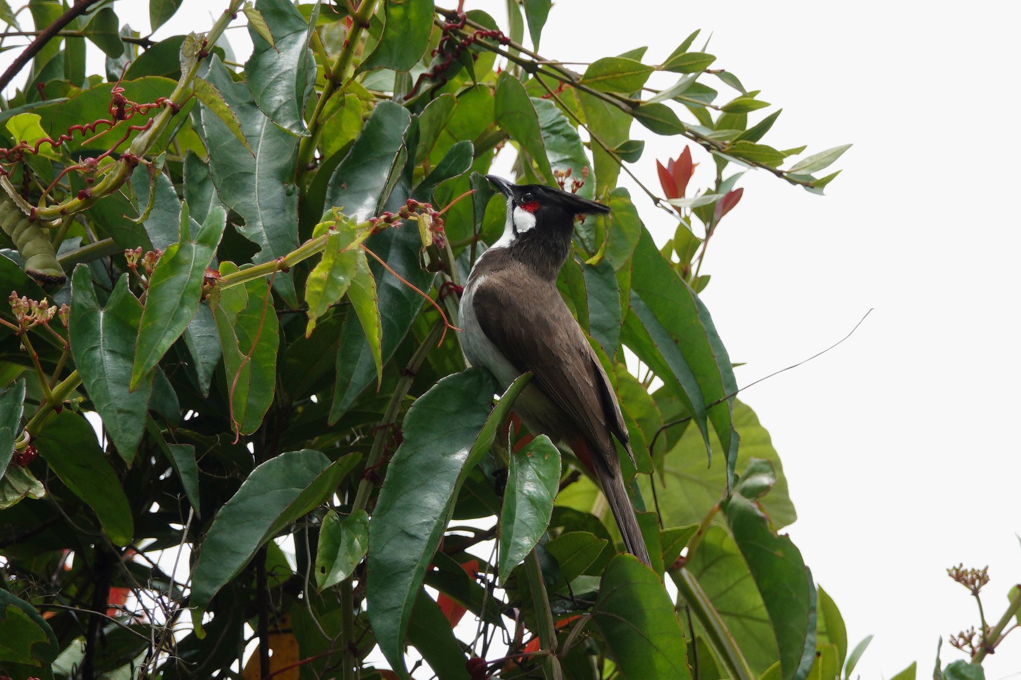 Red-whiskered Bulbul