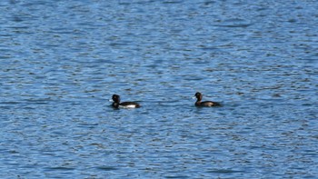 2023年12月10日(日) 松原湖(長野県)の野鳥観察記録