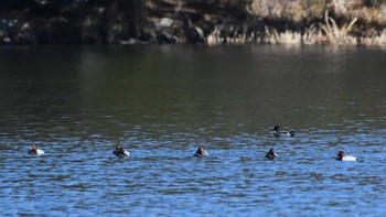 Common Pochard 松原湖(長野県) Sun, 12/10/2023