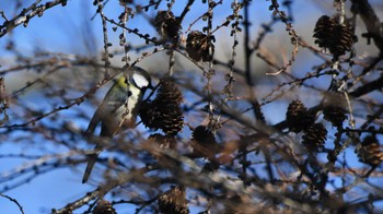 Japanese Tit 松原湖(長野県) Sun, 12/10/2023