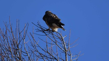 Eastern Buzzard 松原湖(長野県) Sun, 12/10/2023