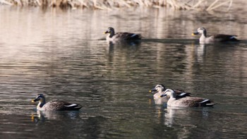 Eastern Spot-billed Duck 松原湖(長野県) Sun, 12/10/2023