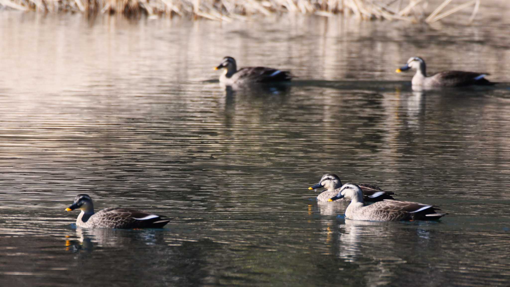 Photo of Eastern Spot-billed Duck at 松原湖(長野県) by ao1000