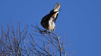 Eastern Buzzard 松原湖(長野県) Sun, 12/10/2023