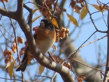 Brambling 万博記念公園 Mon, 12/11/2023