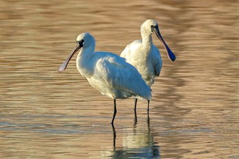 Black-faced Spoonbill Isanuma Sun, 12/10/2023