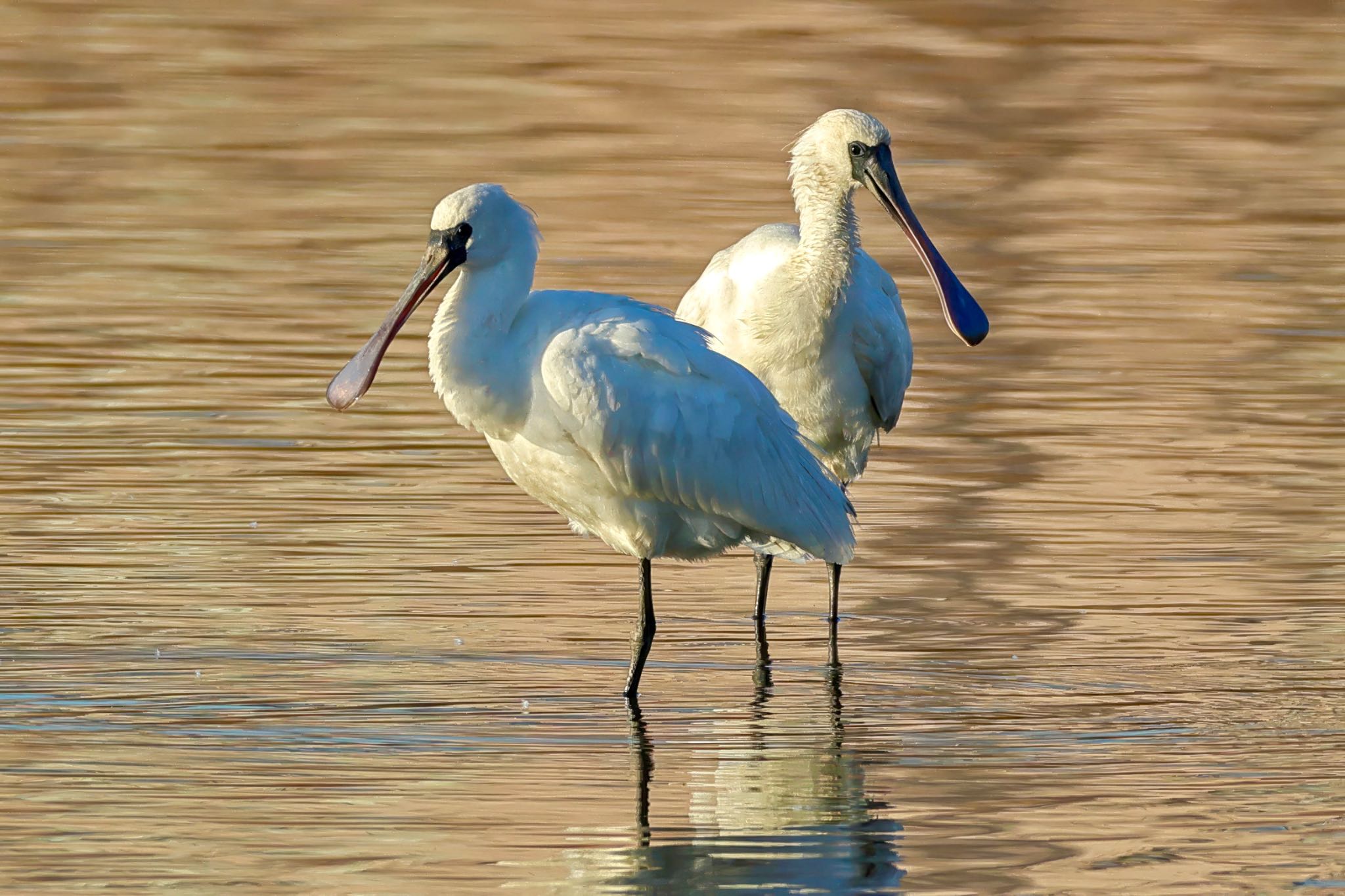 Photo of Black-faced Spoonbill at Isanuma by amachan