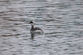 2023年12月12日(火) 石狩東埠頭の野鳥観察記録