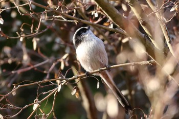 Long-tailed Tit 平谷川 Sun, 12/10/2023