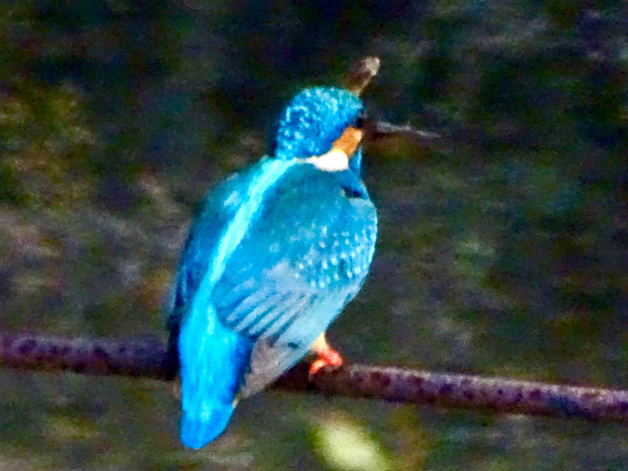 舞岡公園 カワセミの写真