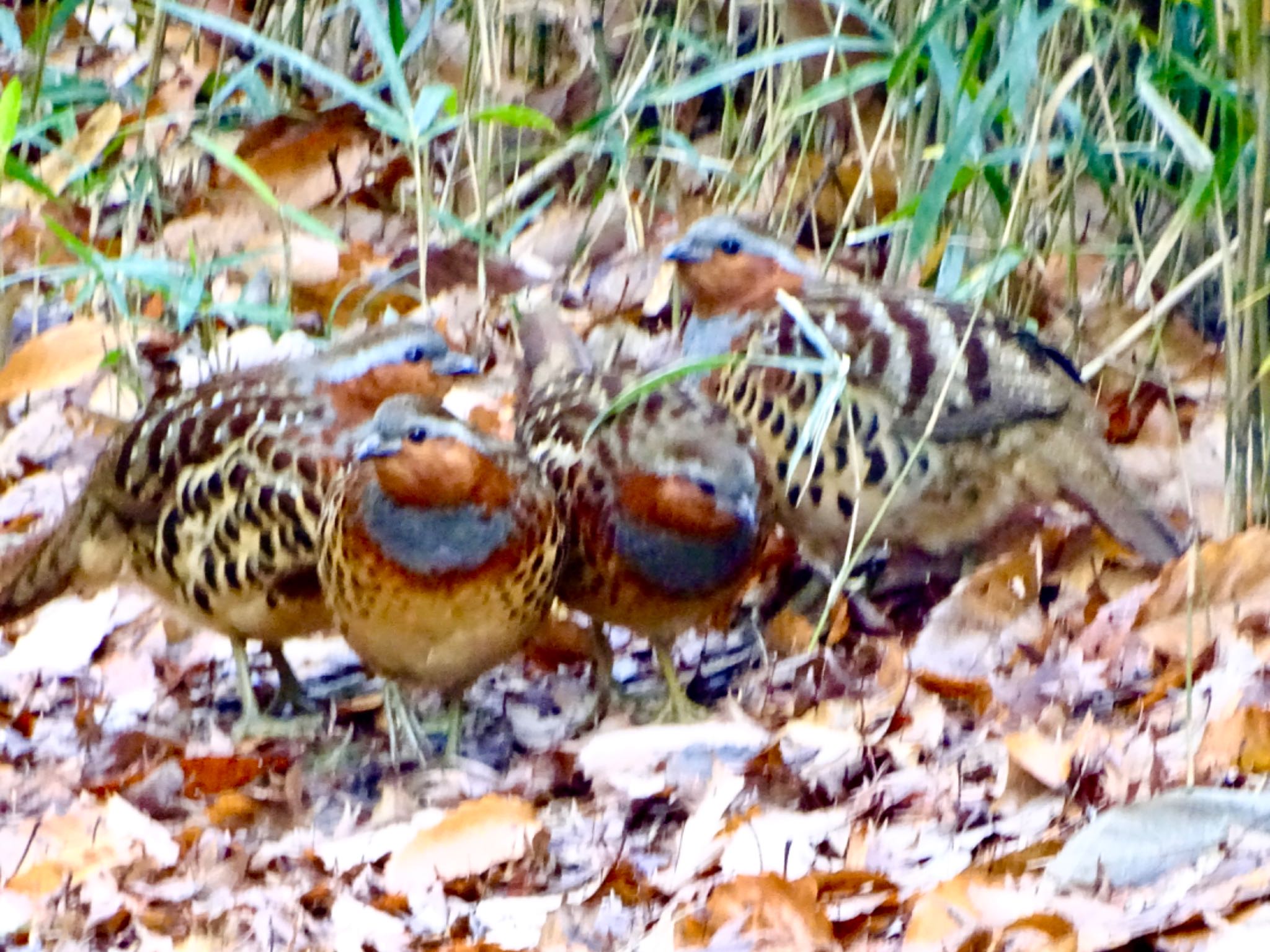 舞岡公園 コジュケイの写真