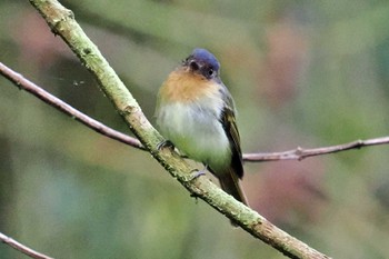 Rufous-breasted Flycatcher