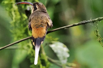 Tawny-bellied Hermit