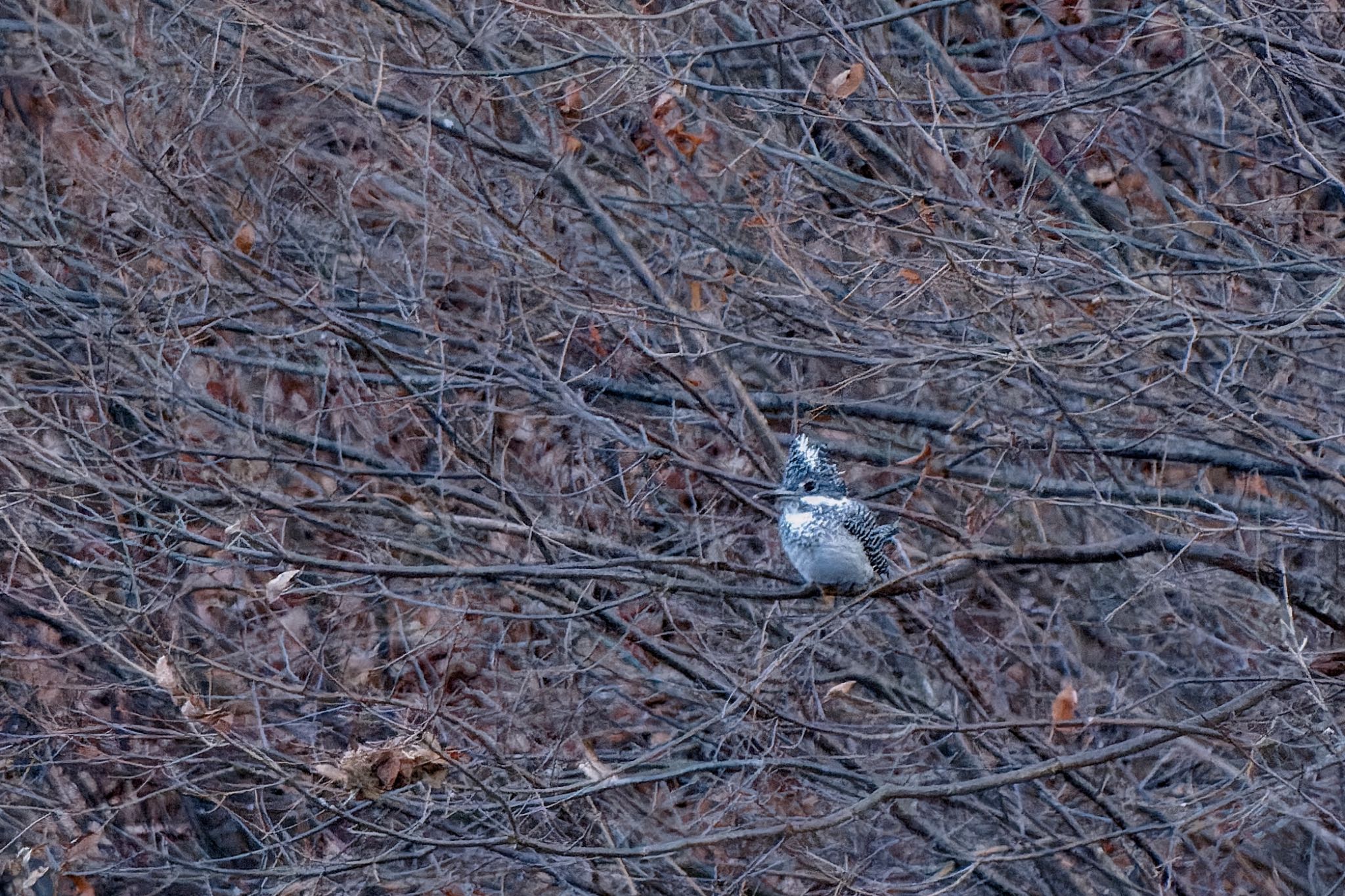 Crested Kingfisher