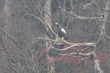 オオワシ 山本山(滋賀県) 2023年12月10日(日)