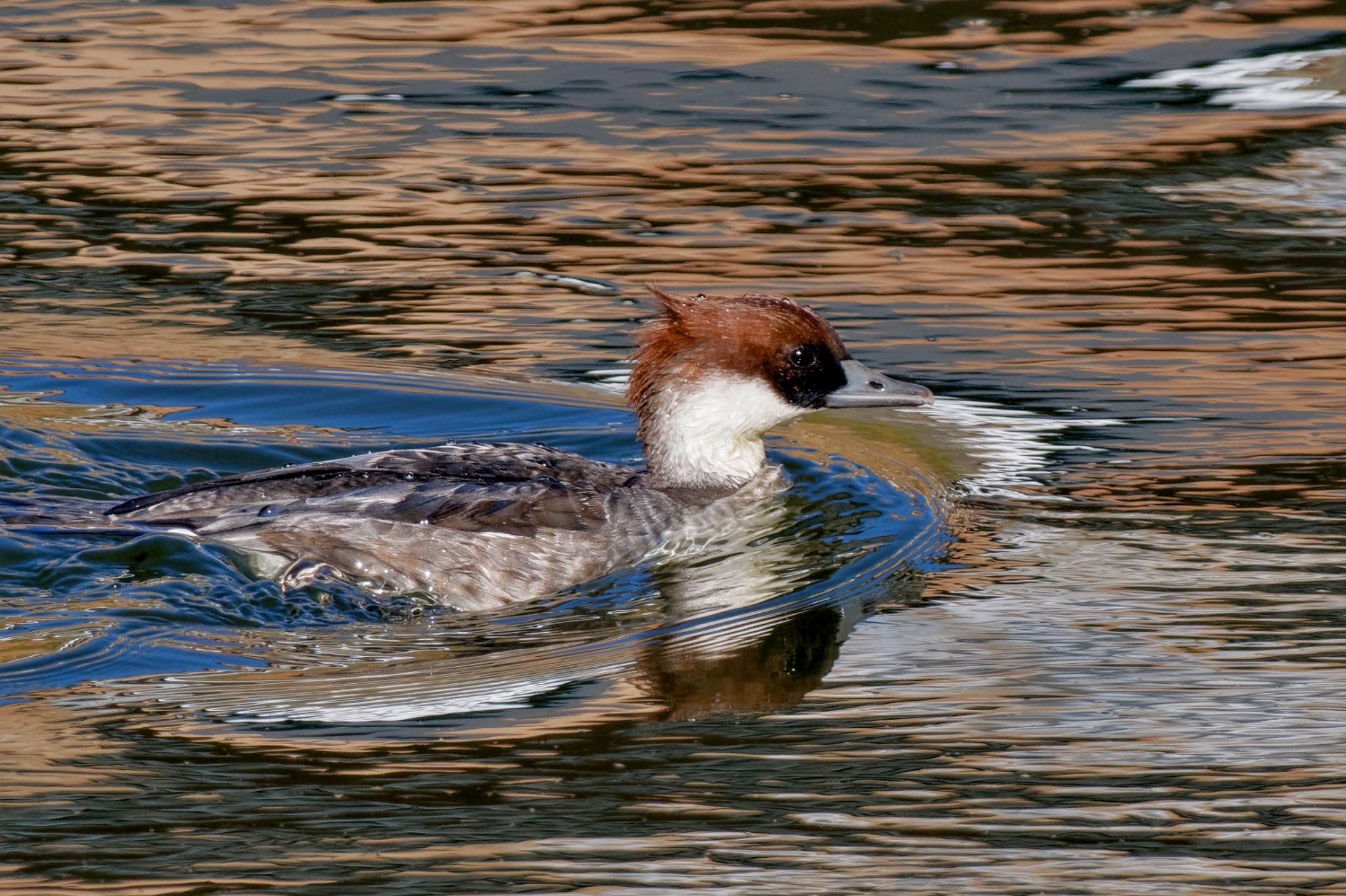 Photo of Smew at Suwako Lake by アポちん