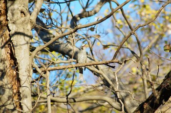 Brown-eared Bulbul 横浜市内 Wed, 12/13/2023